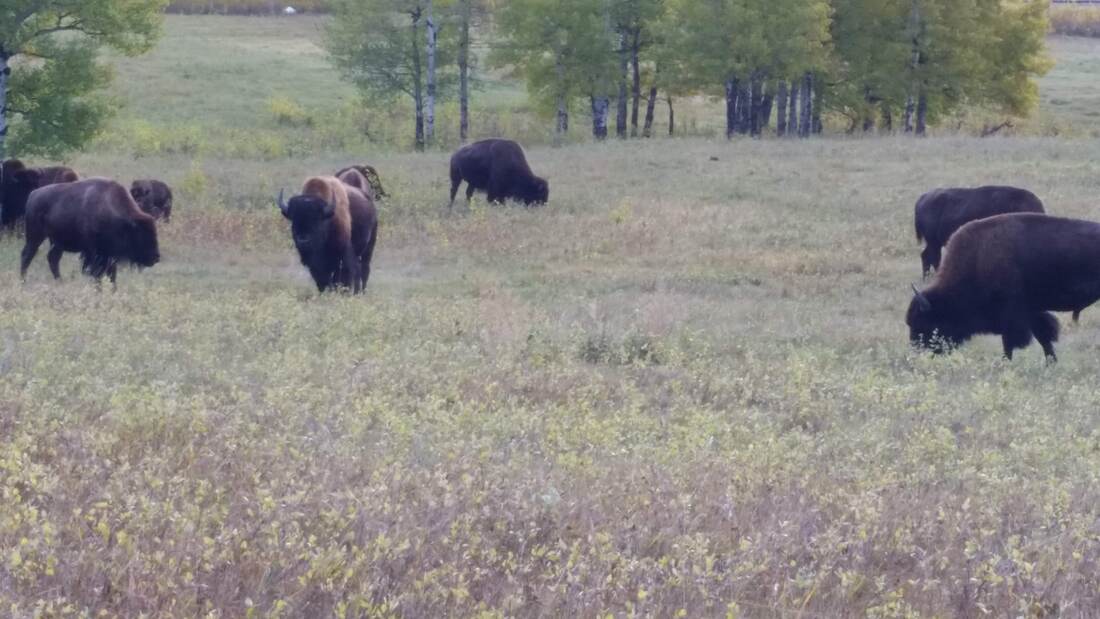 bison alberta canada