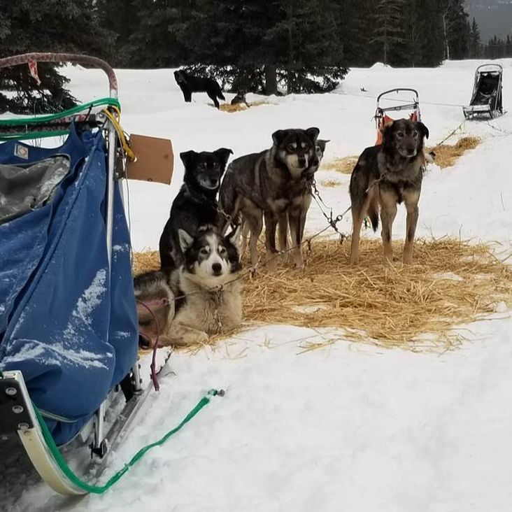 Dog team on hay by sled