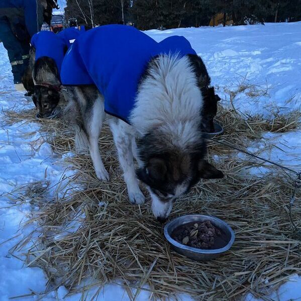 Dog eating food on hay